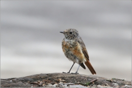 <p>REHEK ZAHRADNÍ (Phoenicurus phoenicurus) /Common redstart - Gartenrotschwanz/</p>